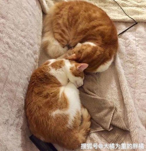 娱乐吃瓜酱内向的小猫,内向小猫的娱乐吃瓜日常